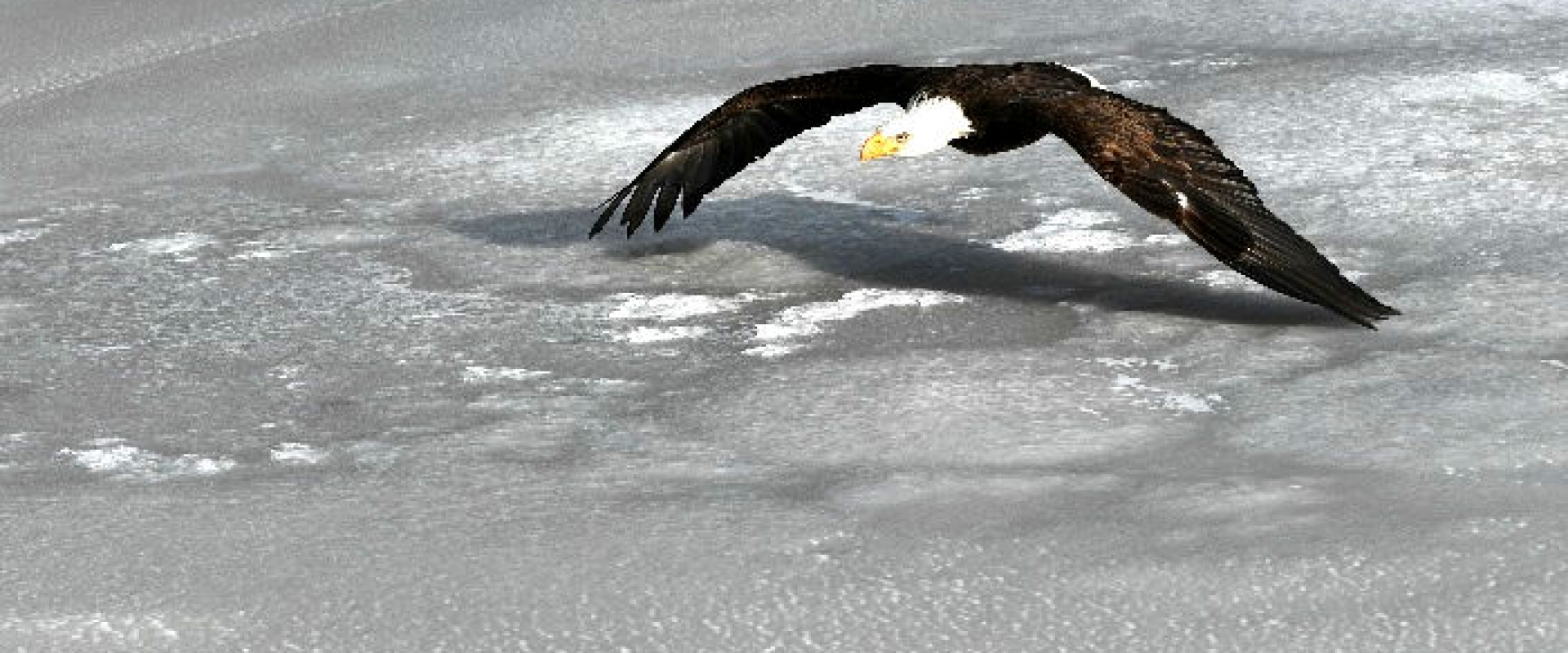 A Bald Eagle glides over the frozen waters of the Detroit River. 