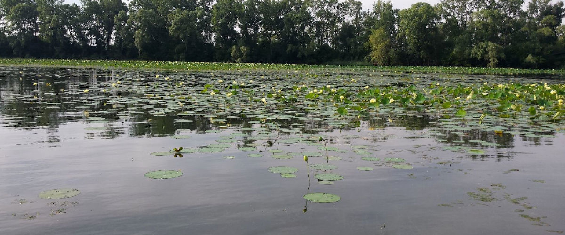 Water vegetation floats on the surface of a dark marsh. 