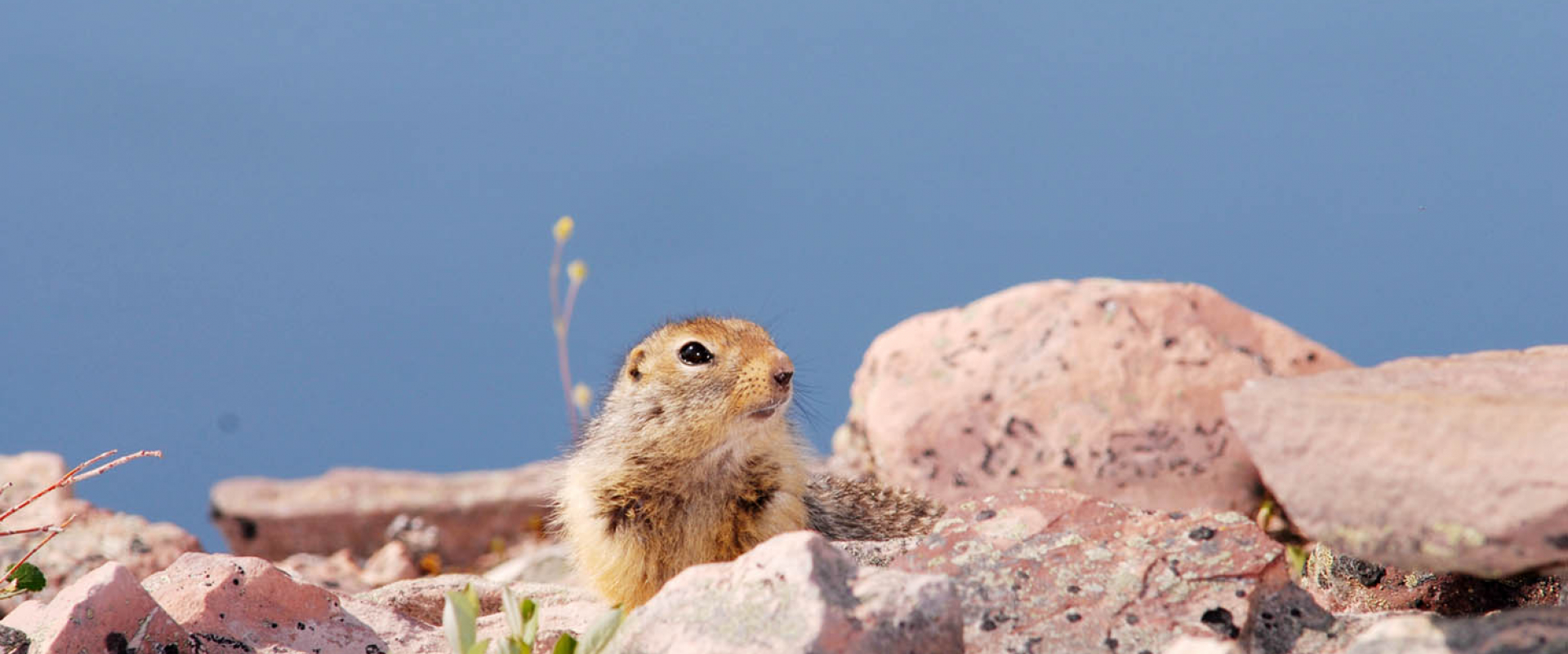 An arctic ground squirrel pokes its head up among rocks near the Thelon River