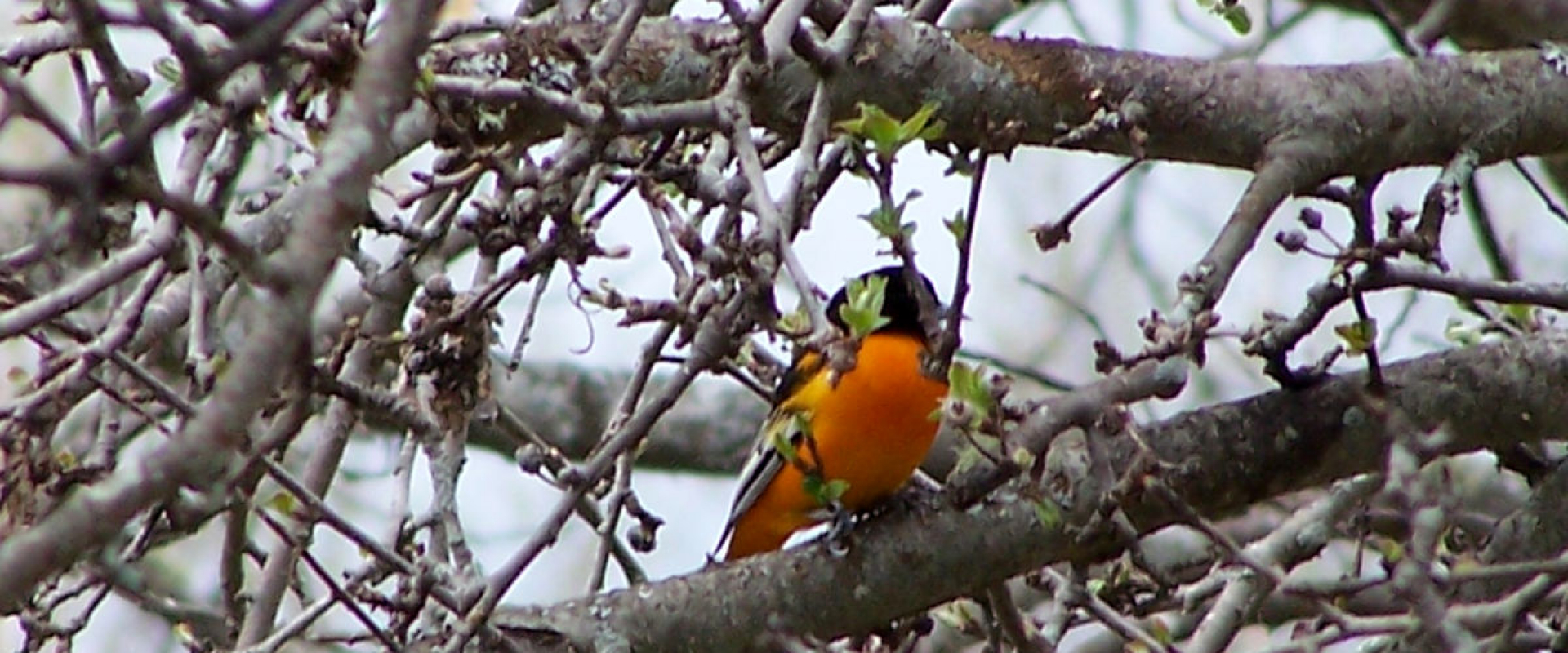 Oriole bird in a tree with spring buds coming out. 