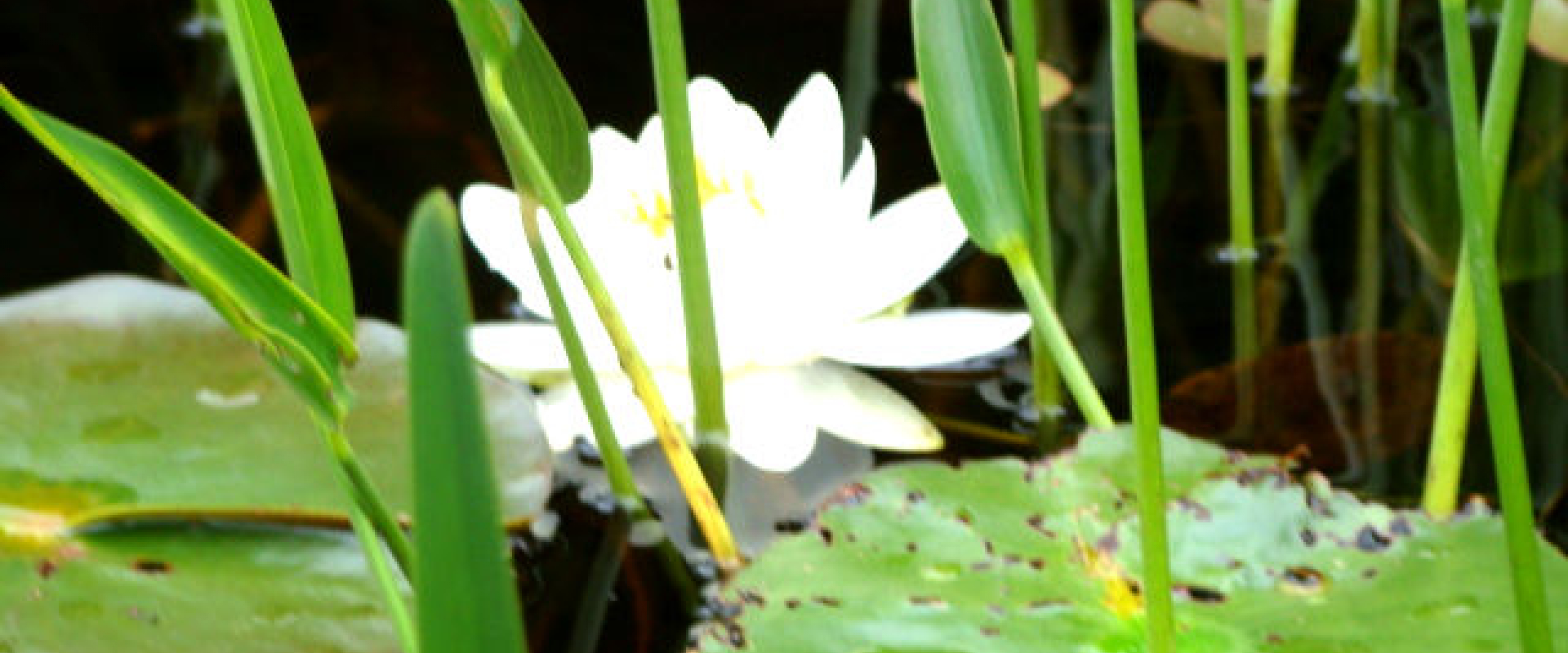 A white water lily growing in the water of the St. Croix River at American Cove. 