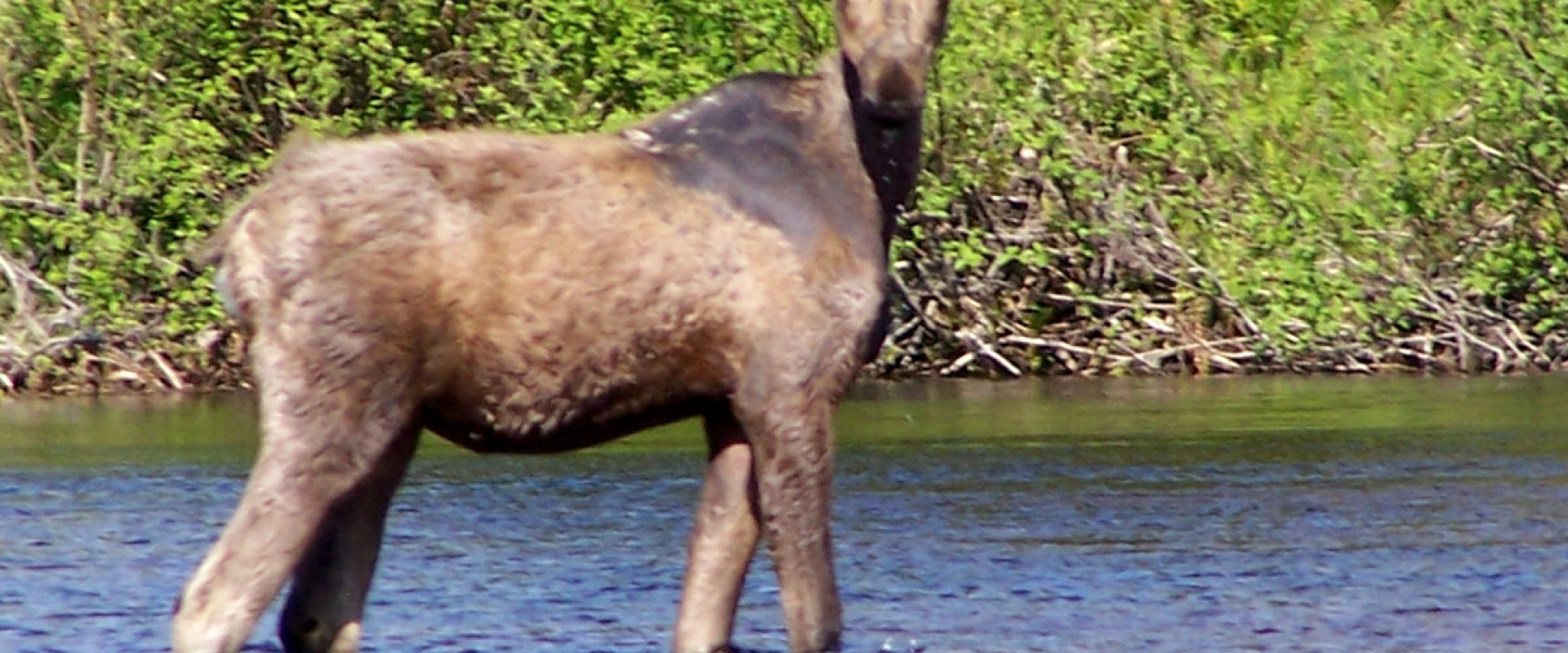 A young moose looking towards the camera, wading in a forested area of the St. Croix River near Grassy Islands. 