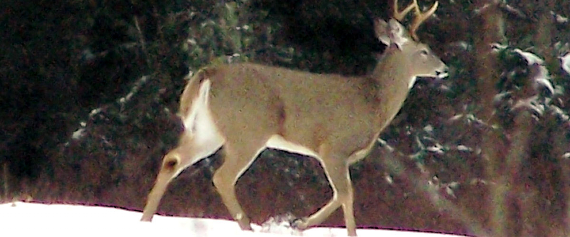 A deer walking through the snow towards a forest at Todd's Point. 