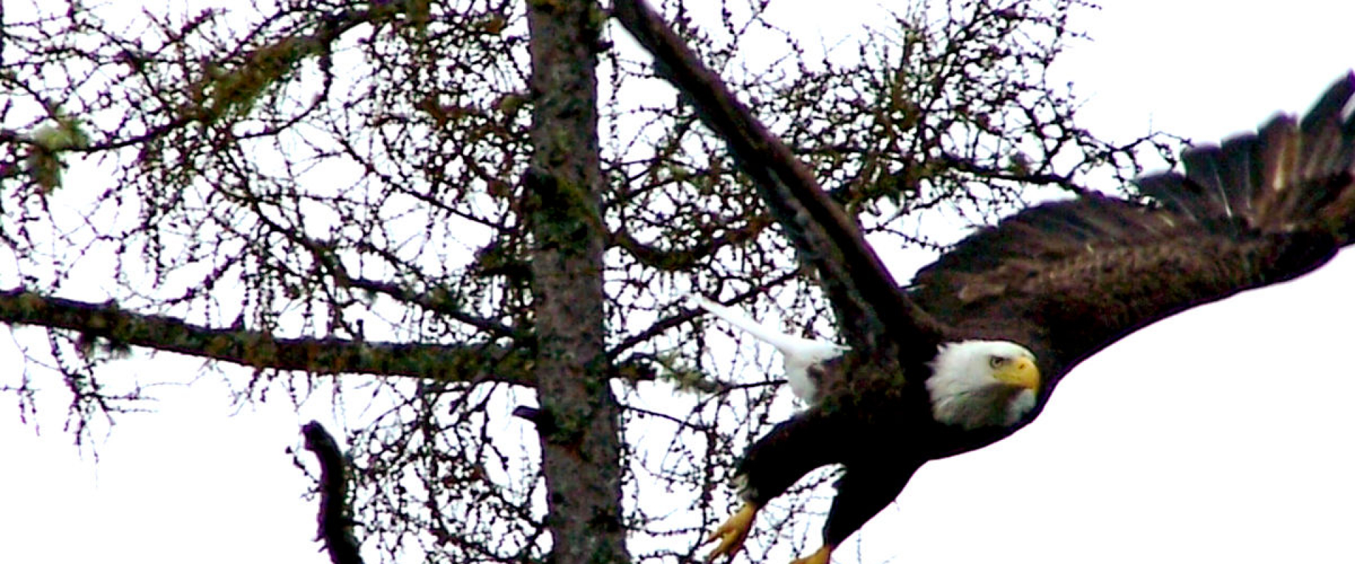A bald eagle takes off from a tree on an overcast day at Todd's Point. 