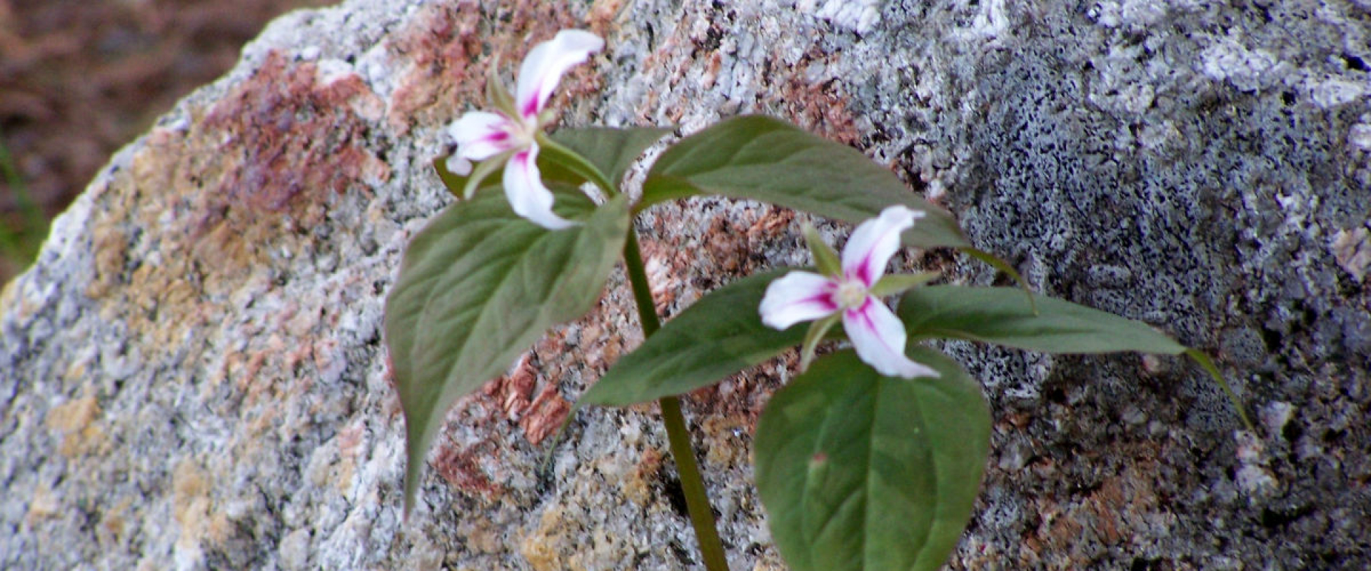 Two white and pink trilliums grow next to a rock at Big English Cove. 
