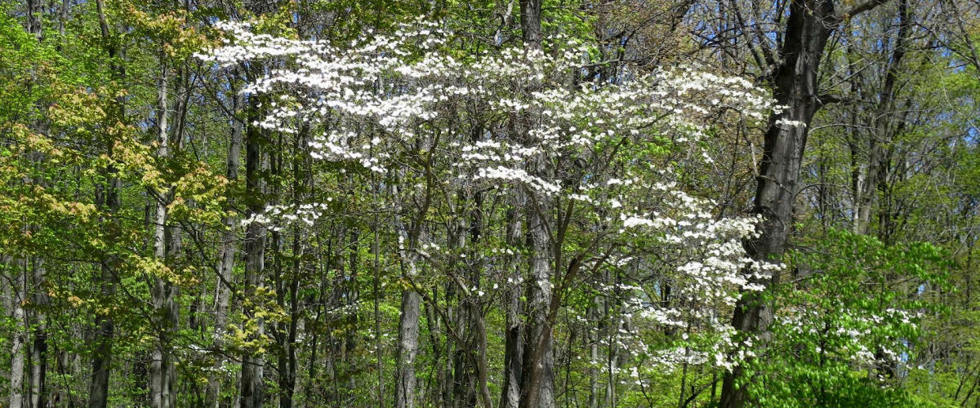 White flowers of the Flowering Dogwood shrub stand out against the deciduous foliage at Skunk's Misery (The Mosa Forest).