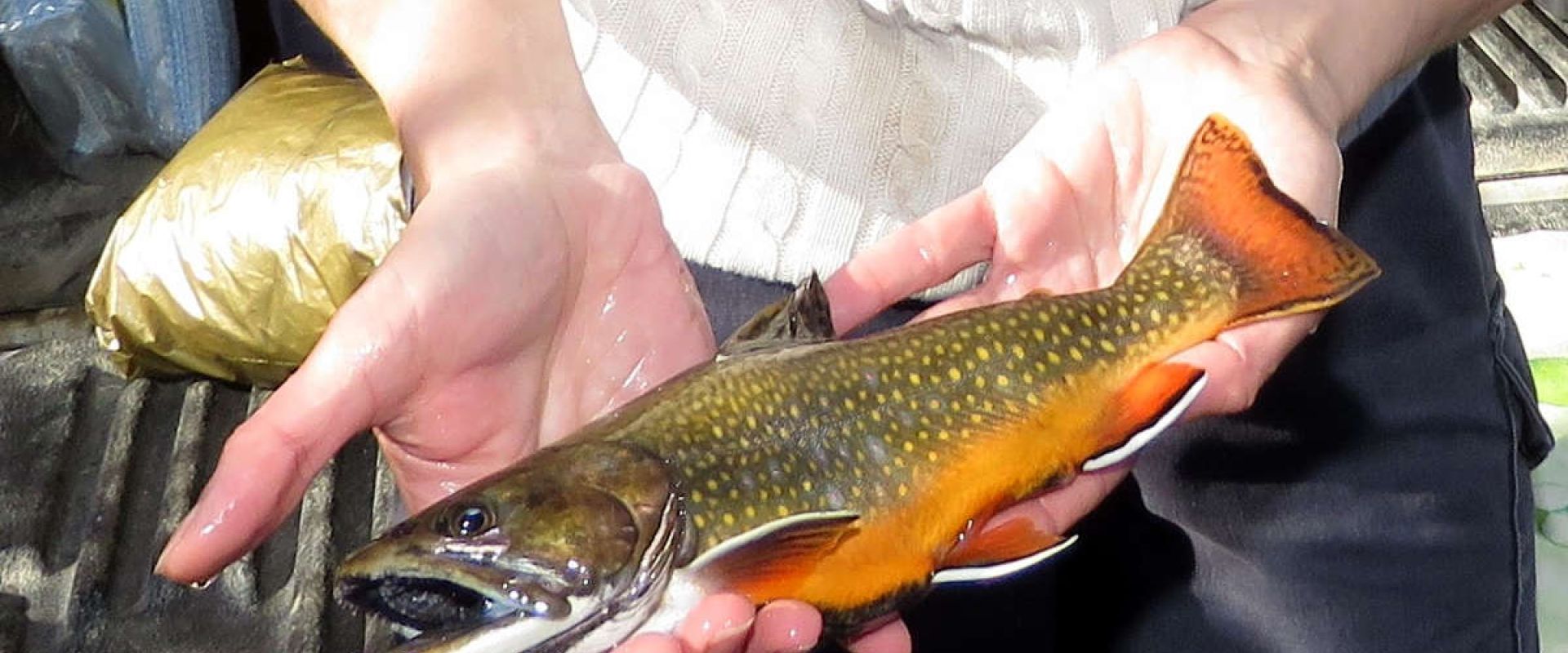 A 30-cm long brook trout held in a person's hands.