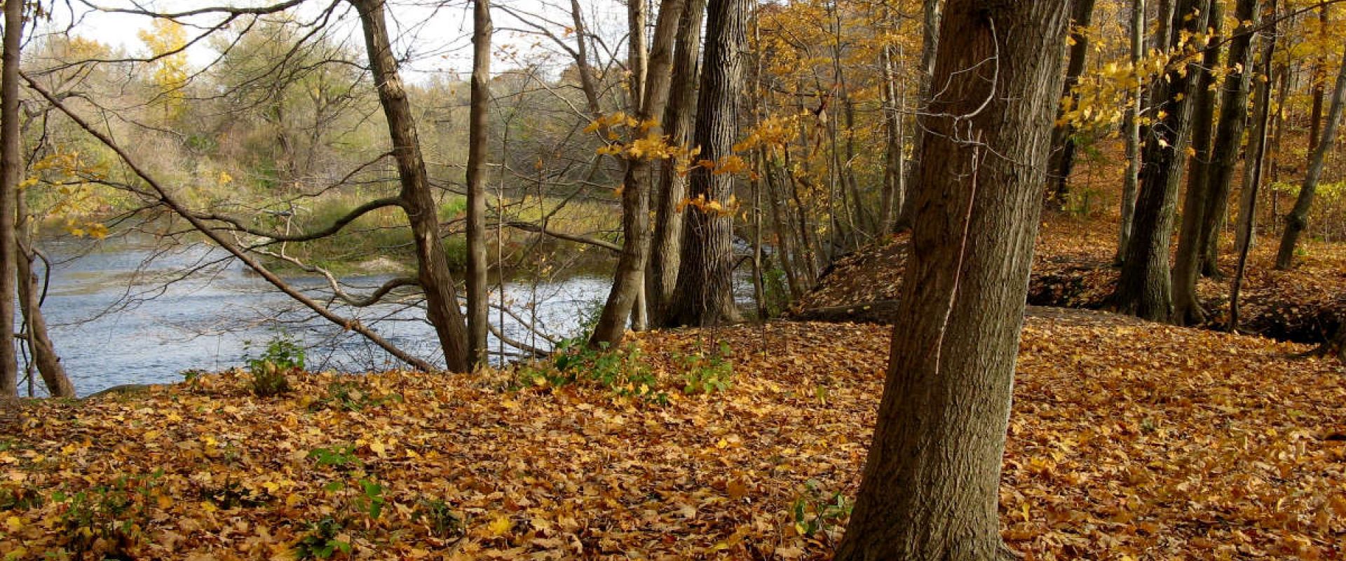 Golden leaves are scattered on the ground of the Meadowlily Woods in the fall. The Thames River can be seen in the background.