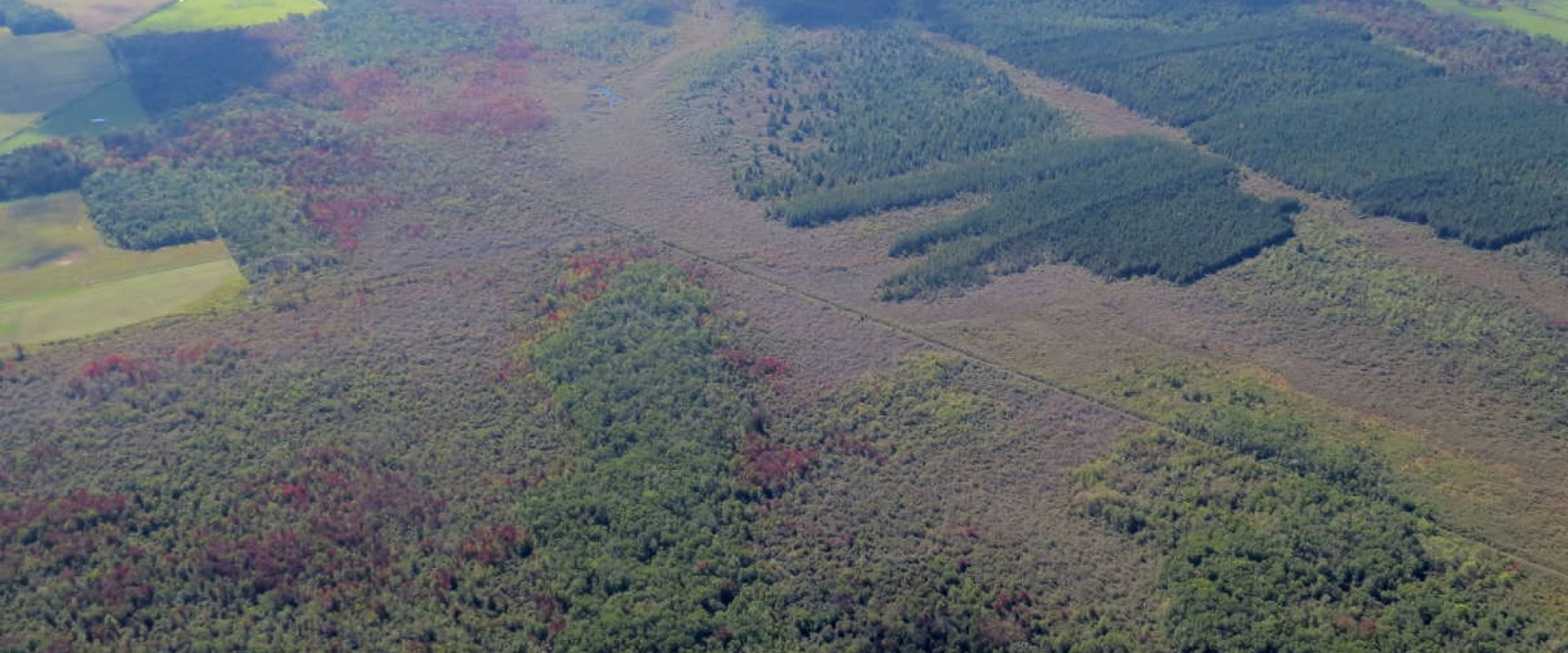An aerial photograph of a large forested tract of land known as Ellice Swamp. 