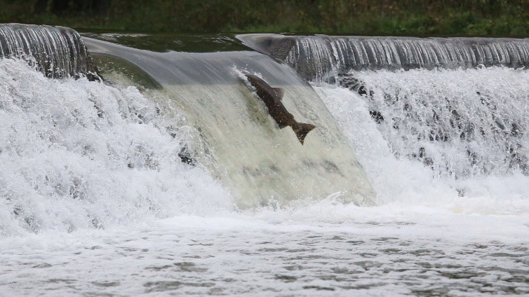 Migration vers l’amont du saumon de l’Atlantique au barrage Old Mill. Photo : Jeff Dickie, Office de protection de la nature de la région de Toronto