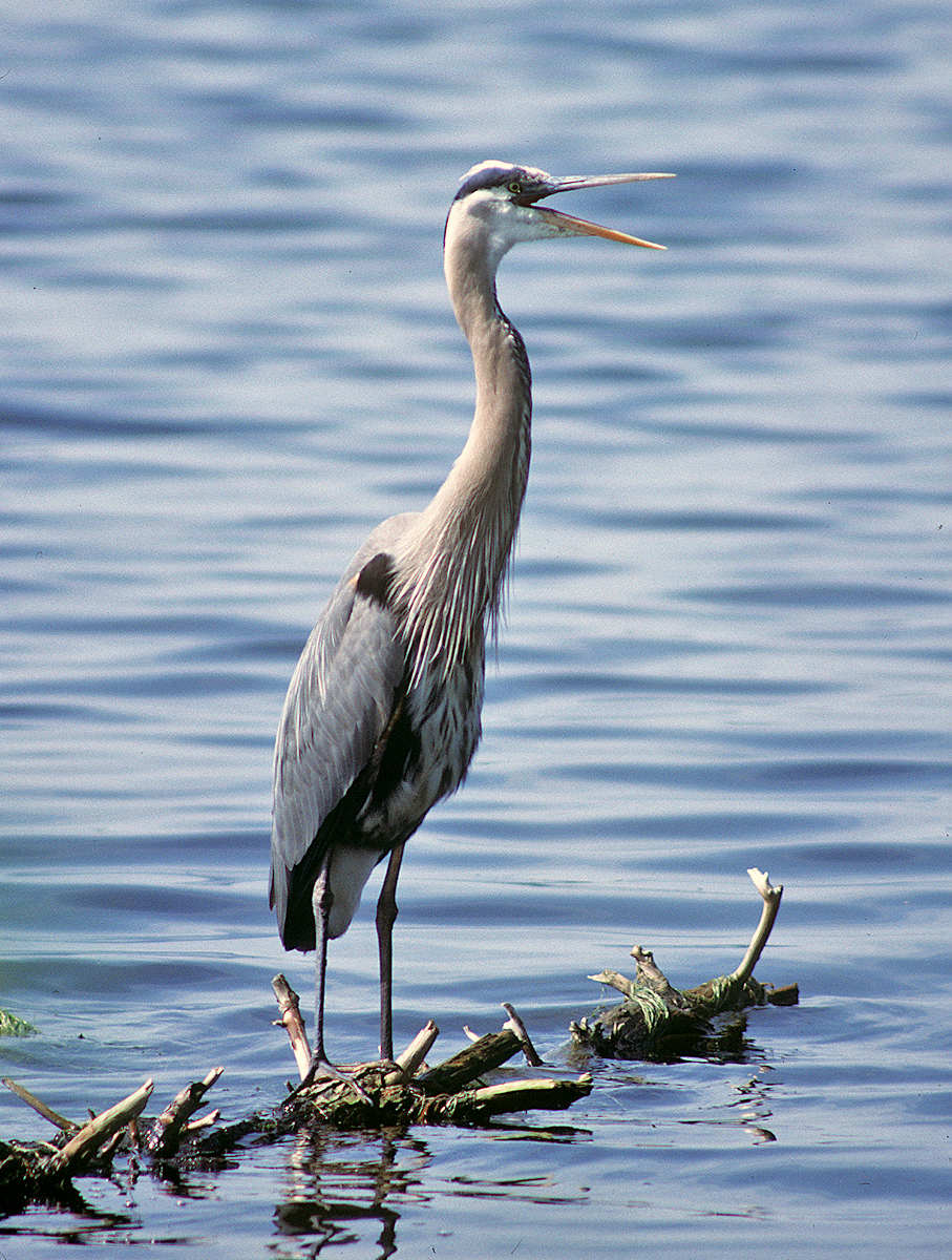 A Great Blue Heron sits along the shores of the Rideau Canal. 