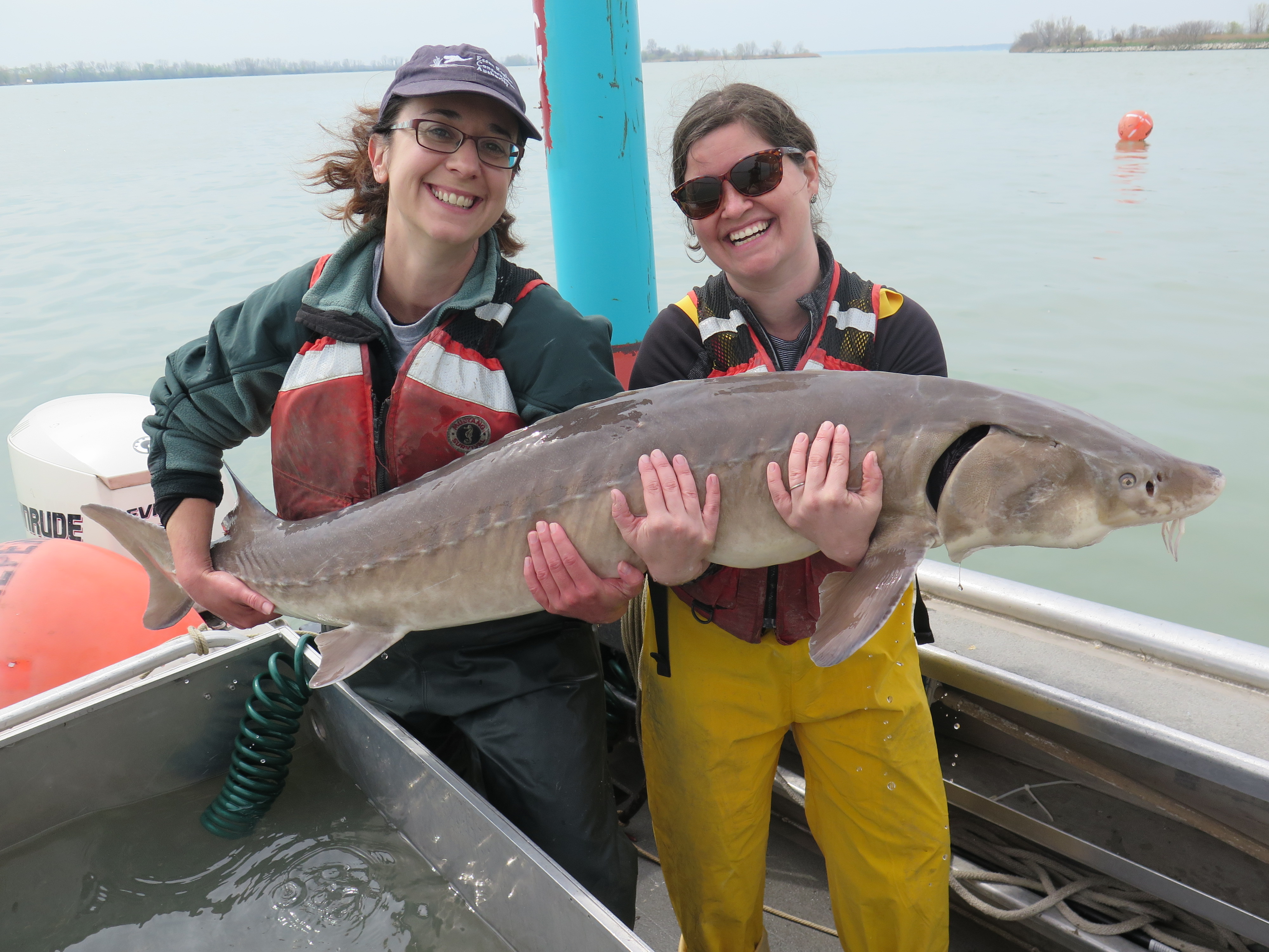 Successful return of Lake Sturgeon population in the Detroit River. Photo: Essex Region Conservation Authority