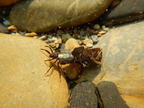 Trichoptère © Living Lakes Canada