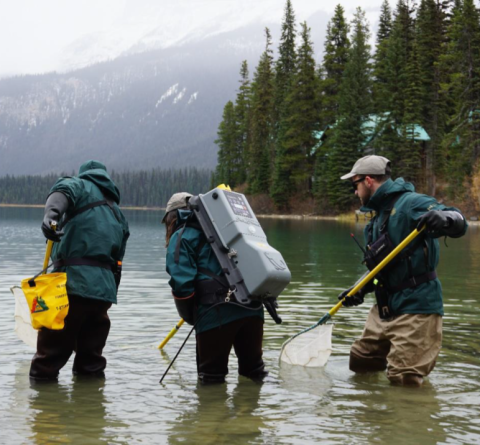 Le personnel de Parcs Canada pêche à l'électricité dans le lac Emerald, dans le parc national Yoho, pour vérifier la présence du tournis des truites.