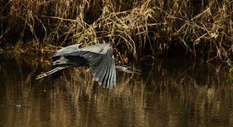 A great blue heron flies over the Cowichan River.