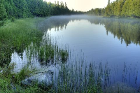 A misty morning on a river, with a green marshy shoreline on the left, and coniferous trees along both shorelines.
