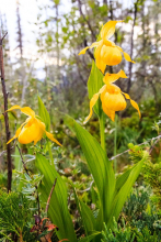 Les cypripèdes jaunes sont abondants le long de la boucle des Fleurs Photo: Rogier Gruys