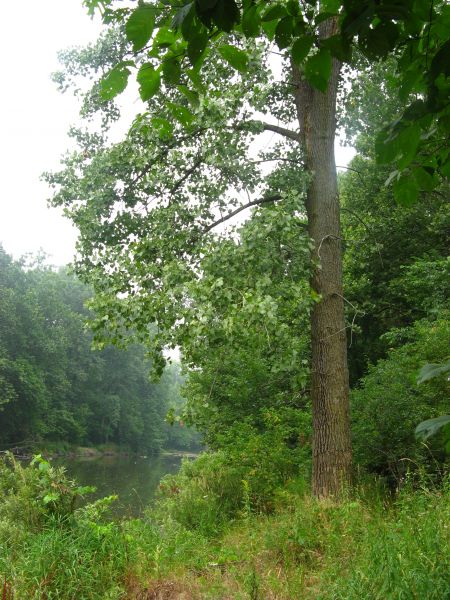 Eastern Cottonwood trees, a Carolinian species, are common along the Thames River. (Photo: UTRCA)