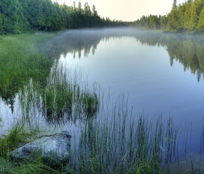 Un matin brumeux sur une rivière, avec une rive marécageuse verdoyante à gauche et des conifères le long des deux rives.