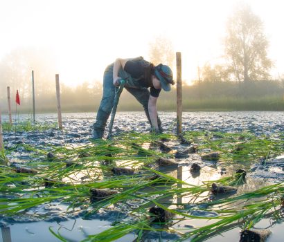 Un membre de l’équipe de terrain plante des carex indigènes le long de l’estran de l’île Tilbury. Ces plantations visent à ralentir le mouvement de l’eau dans le fleuve Fraser, favorisant ainsi la sédimentation et l’accumulation de dépôts. Au fil du temps, cela peut soutenir l’expansion progressive des habitats de marais. La végétation ajoutée augmente également la complexité de l’habitat, offrant un abri et des possibilités d’alimentation à de nombreuses espèces, notamment les saumons juvéniles qui migrent
