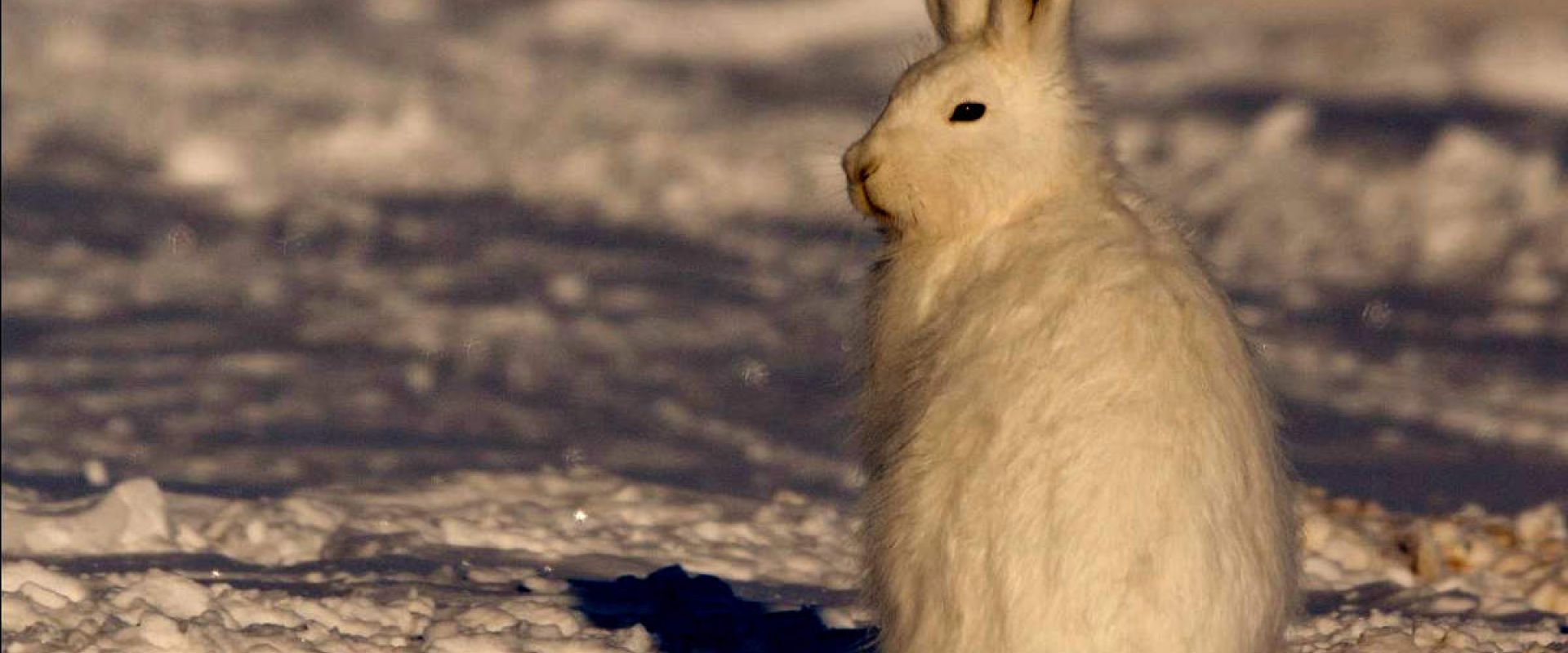 A large arctic hare with white winter fur sits with it's back to the camera, looking over its shoulder. 