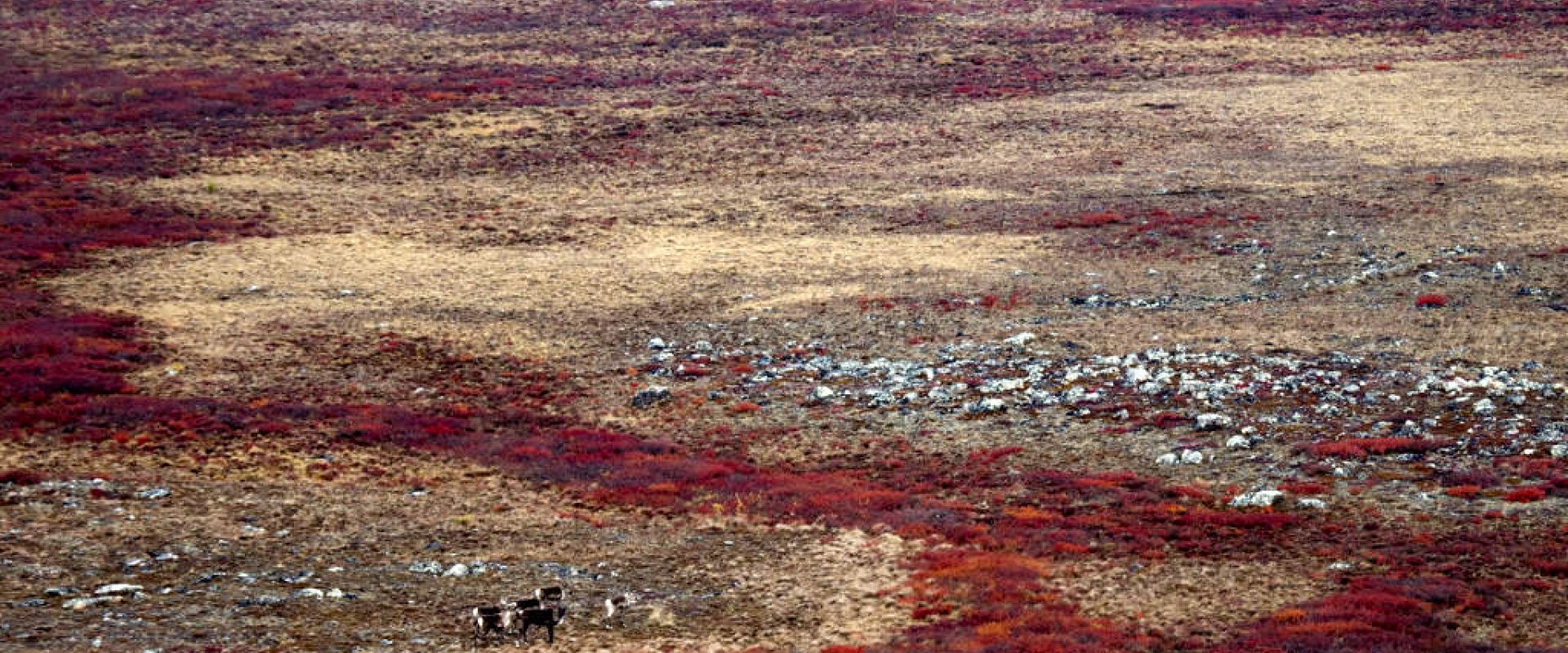 A group of six caribou appear miniscule on the rocky, mossy tundra that surrounds them nearby the Kazan River.