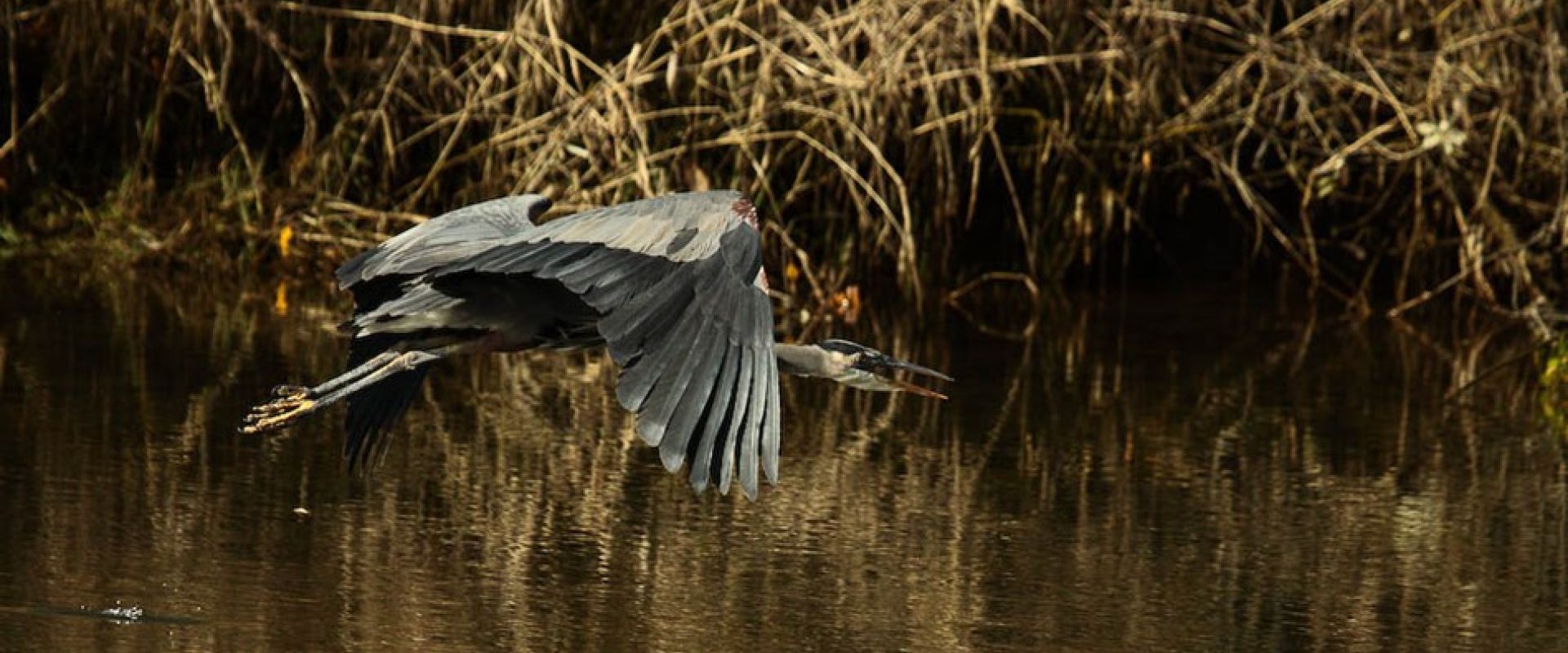 Un grand héron bleu vole au-dessus de la rivière Cowichan.