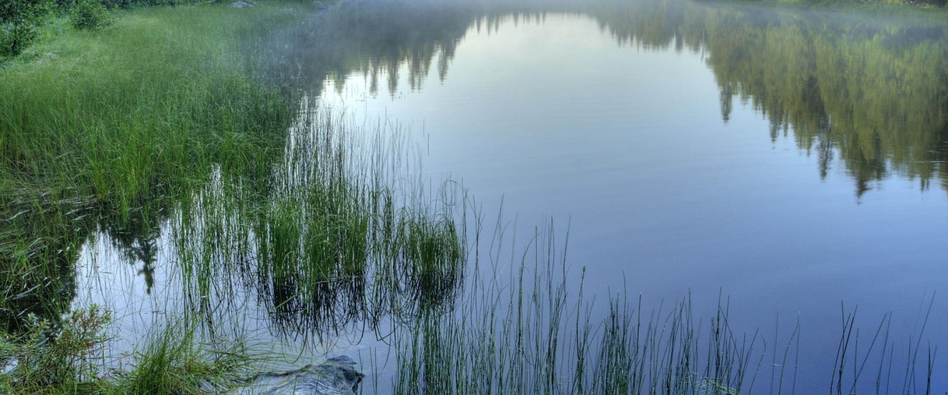 Un matin brumeux sur une rivière, avec une rive marécageuse verdoyante à gauche et des conifères le long des deux rives.