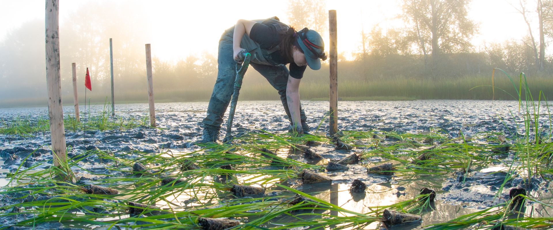Un membre de l’équipe de terrain plante des carex indigènes le long de l’estran de l’île Tilbury. Ces plantations visent à ralentir le mouvement de l’eau dans le fleuve Fraser, favorisant ainsi la sédimentation et l’accumulation de dépôts. Au fil du temps, cela peut soutenir l’expansion progressive des habitats de marais. La végétation ajoutée augmente également la complexité de l’habitat, offrant un abri et des possibilités d’alimentation à de nombreuses espèces, notamment les saumons juvéniles qui migrent
